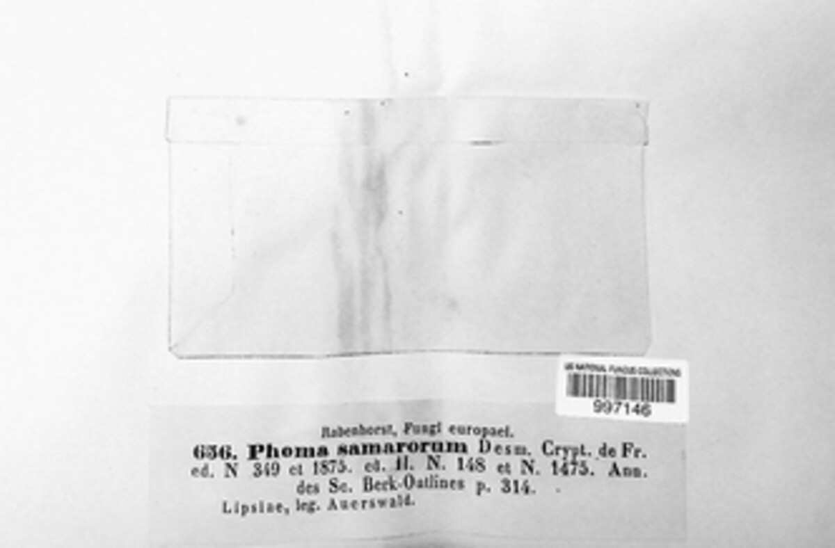 Neosetophoma samarorum image
